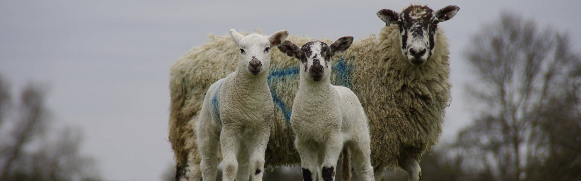 SCOPS - Sustainable control of parasites in sheep