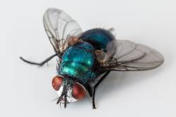 SCOPS warns the blowfly risk continues after warm, wet conditions