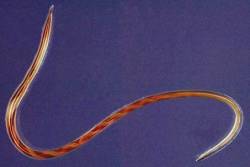 Webinar exploring haemonchus treatment decisions - June 2026