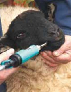 4. Minimise the selection for worms that are resistant to anthelmintics when you treat sheep.
