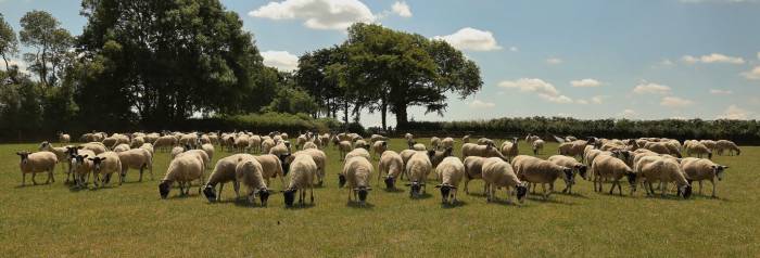 Flock replacements are bought with biosecurity in mind.