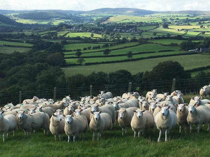 Ernie runs a Lleyn flock on the English-Welsh border.