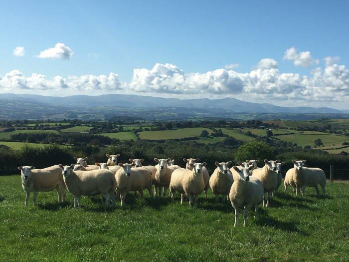 A faecal egg count reduction test highlighted resistance issues within the flock.