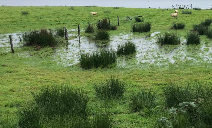 During the long, dry summer, mud snails will have concentrated in boggy areas - so grazing livestock may still have picked up liver fluke and need treating now. Picture credit: Moredun.