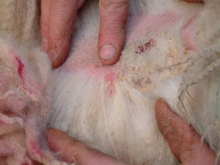 Do you know how to confirm whether this is sheep scab?