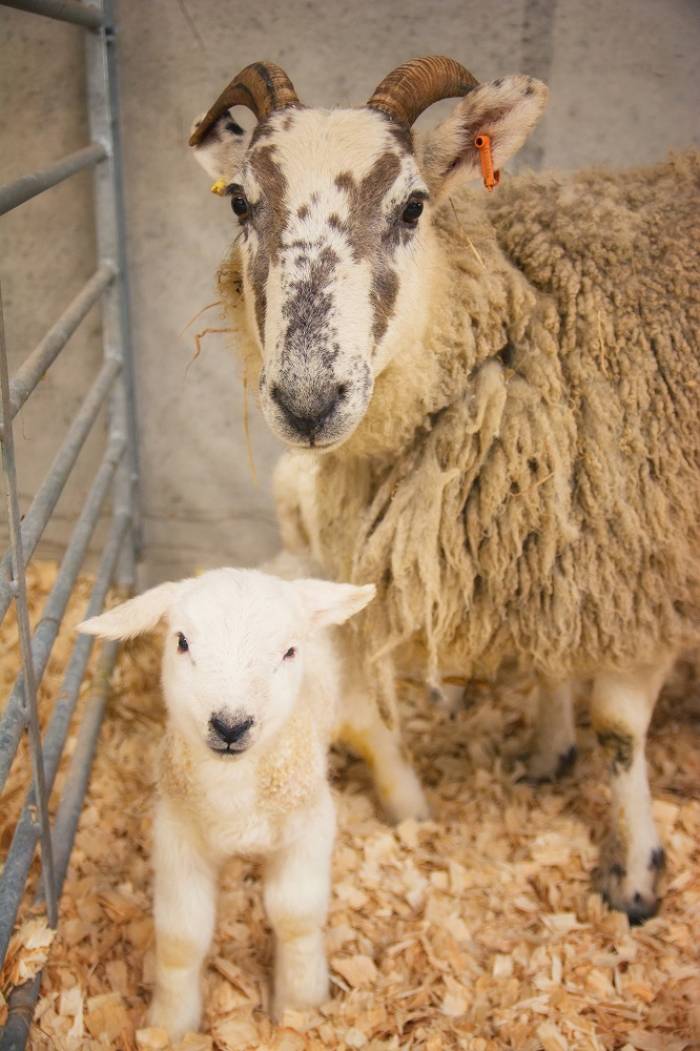 SCOPS urges producers not to worm all ewes at lambing.