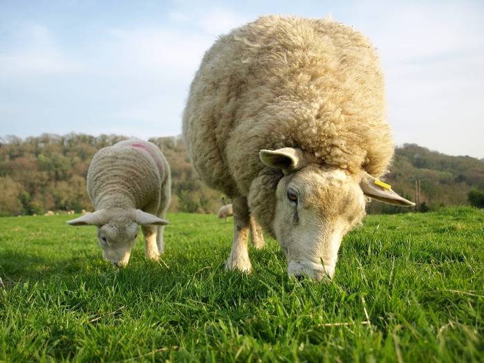 Unlike their mothers, lambs eating grass for the first time have no immunity to any worms.