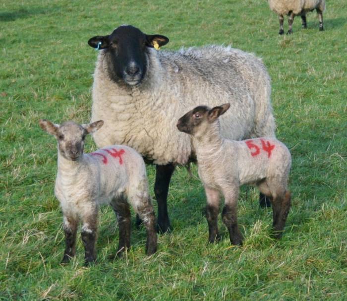 SCOPS is advising producers against routinely worming all ewes at lambing time.