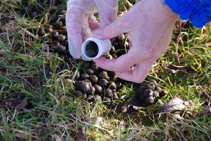 Faecal egg count tests are an important tool - but interpretation can be a challenge.