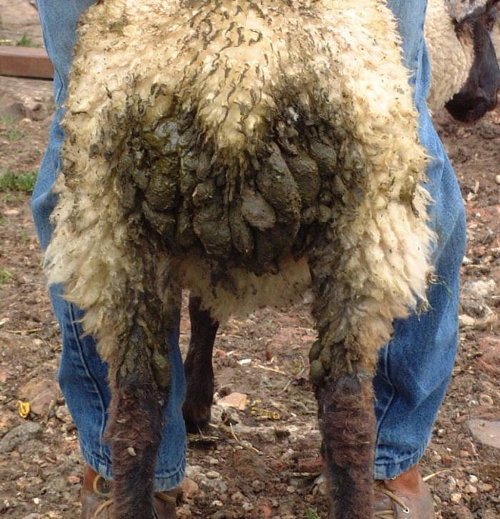 Do not wait for lambs to start scouring or to show signs they are not thriving before starting monitoring.