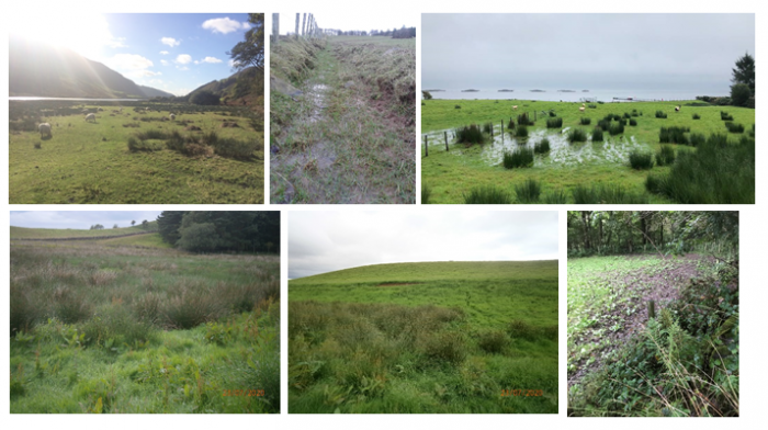 Examples of typical flukey pasture