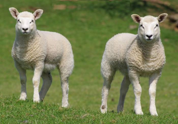 A vaccine would help protect sheep from the effects of internal parasites.