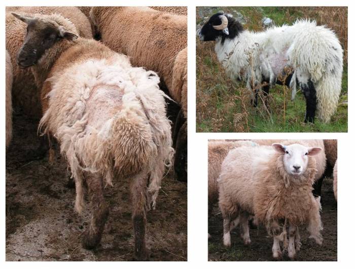 Scab is an issue for sheep farmers in England, Wales, Scotland and Northern Ireland.
