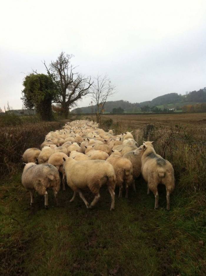 Weather patterns in 2023 have affected the 2024 liver fluke threat.