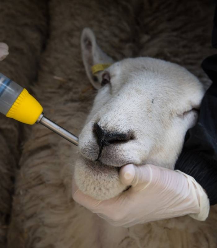 Wormer resistance is a concerning issue for UK sheep farms.