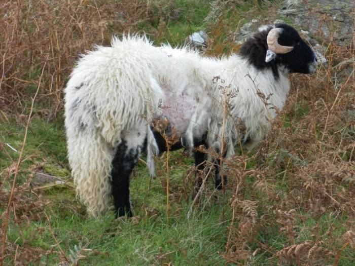 Would you know what to do if you had itchy sheep?