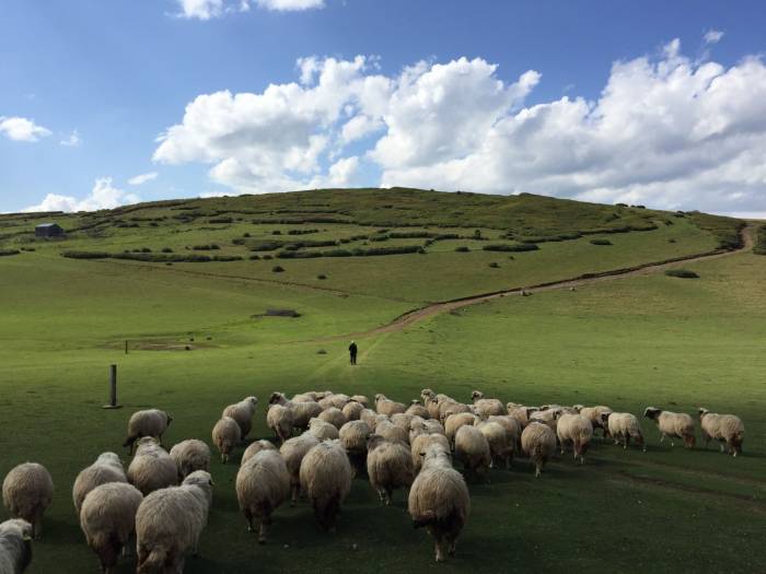 The new programme will be open to all sheep farmers in Wales.