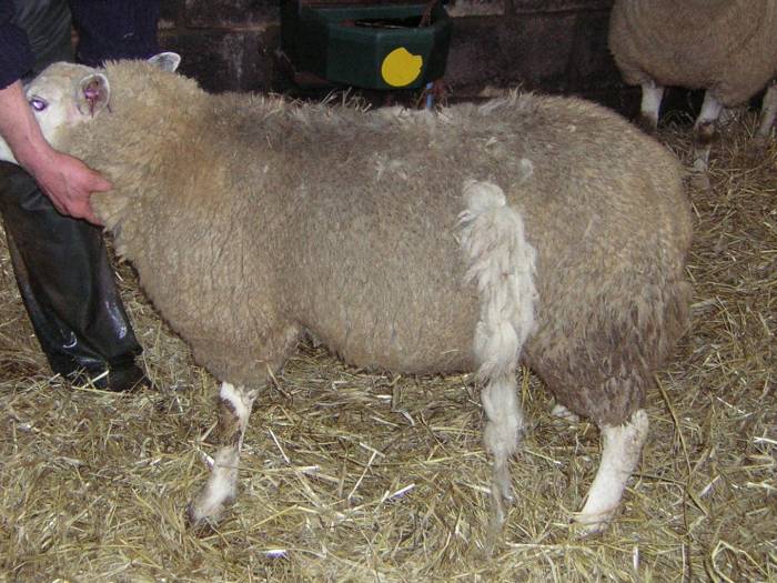 Farmers in scab hotspot struggle to keep their flocks clear from infection.