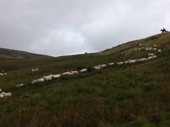 ... as do sheep returning from common land or from grazing areas away from home.