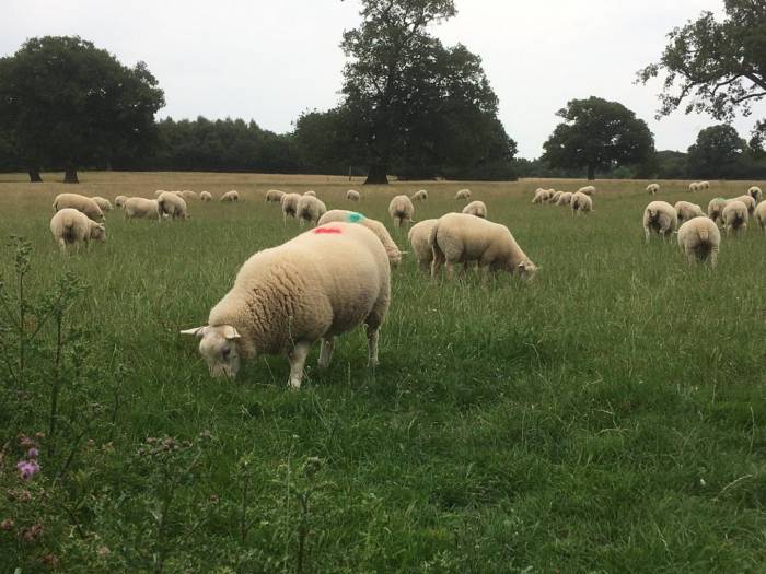 Spring 2022-born lambs could be useful sentinels for fluke this winter.