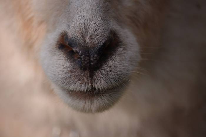 Adult flies squirt larvae into the nostrils of the host.