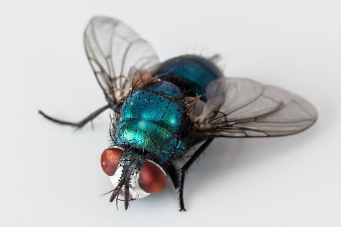 The greenbottle fly is the most common cause of blowfly strike in the UK.