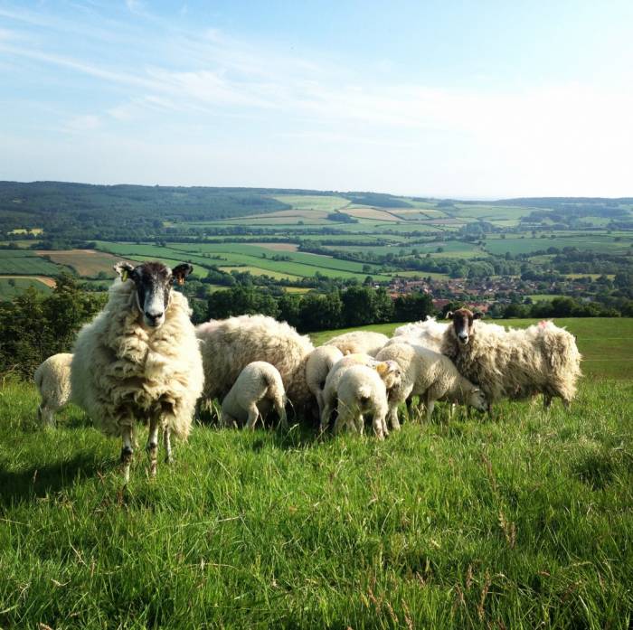 Peri-parturient relaxation of immunity (PPRI) affects ewes differently, with nutrition being the most significant factor.