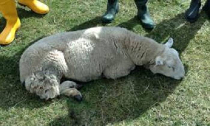 A lamb with chronic fluke.