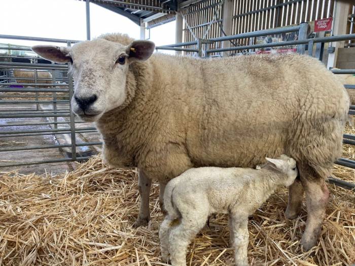Year on year use of moxidectin in ewes around lambing is unadvisable in any flock.