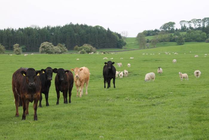 Mixed grazing is one approach to consider to reduce the parasite challenge.