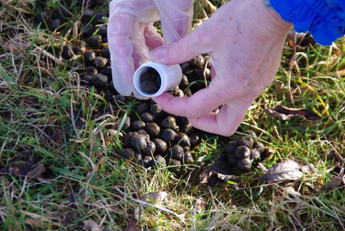 Dung samples must be fresh for FECs.