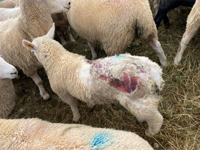 Blowfly strike in sheep is a welfare issue and affects performance.