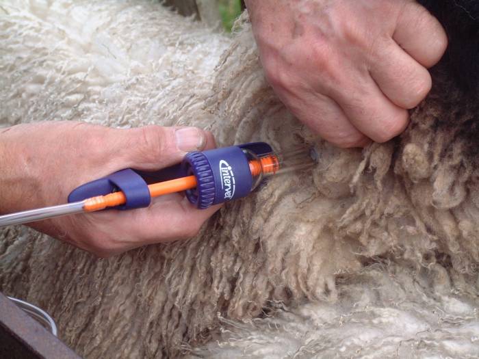 Remember that injecting sheep to treat for scab will also expose any roundworms they are carrying to a dose of anthelmintic too.