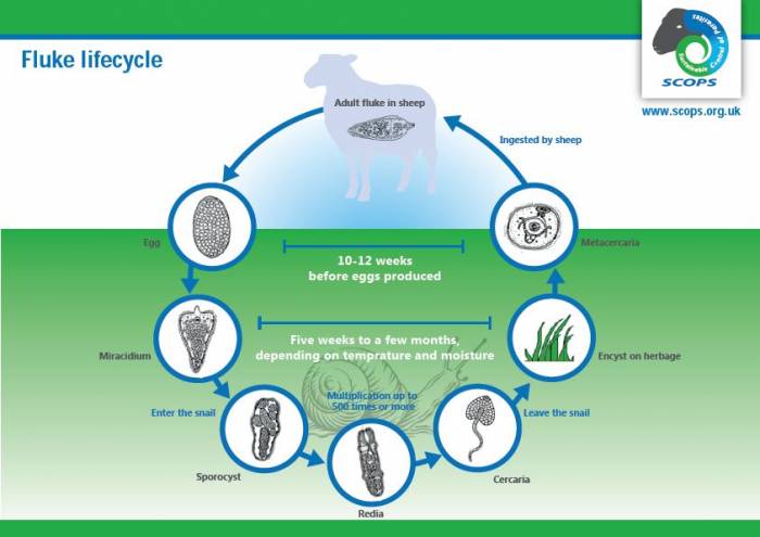 Lifecycle of the liver fluke. Click to enlarge.