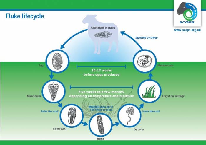 Lifecycle of the liver fluke. Click to enlarge.