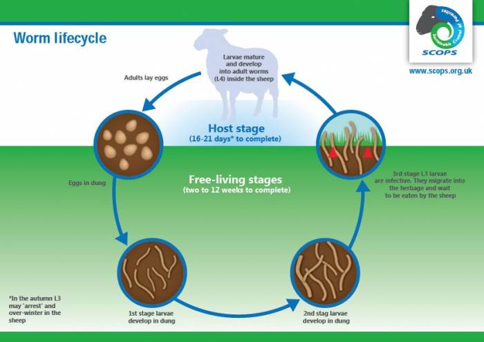 Worm lifecycle.