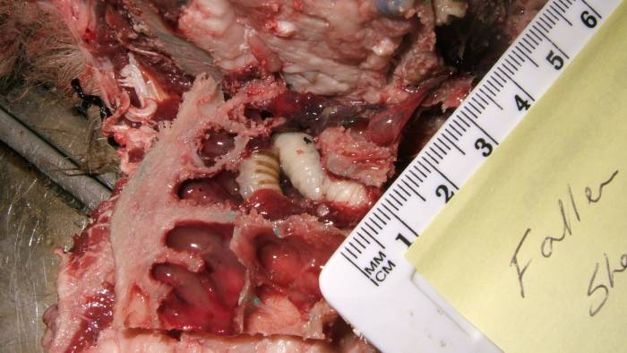 Presence of a nasal bot found during a post-mortem.