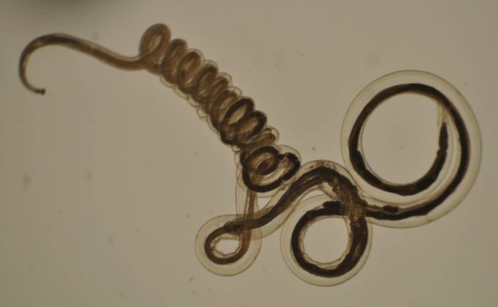 The Nematodirus battus worm.