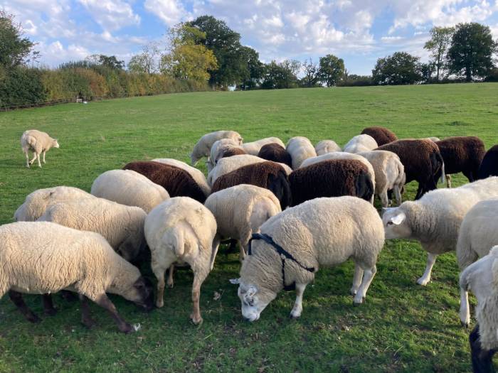 Blanket treating ewes before they run with the ram is not recommended.
