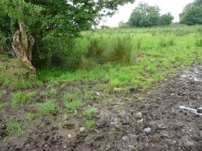 Typical mud snail habitat.