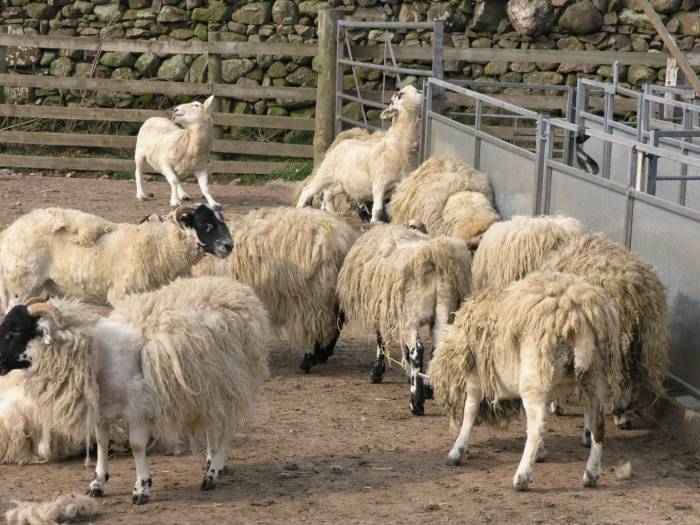 Itchy sheep can be carrying lice or scab.