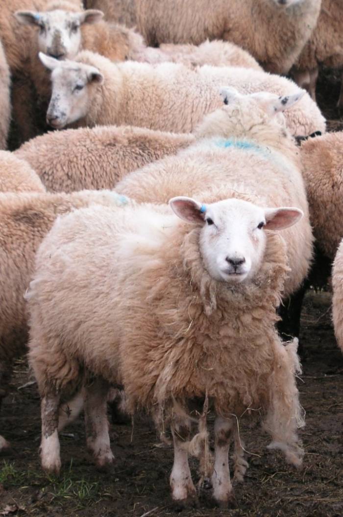 If you have treated sheep for scab and they are still showing signs of infection, it is important to report this to your vet or adviser.