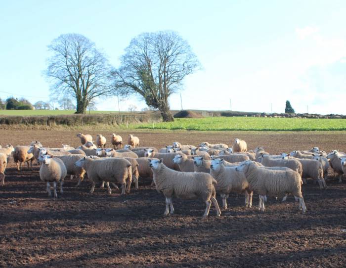 A late season break dose for lambs not yet ready for slaughter aims to remove worms that have survived previous treatments.