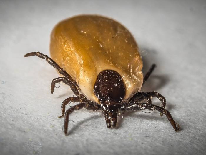 An adult female tick, full of blood.