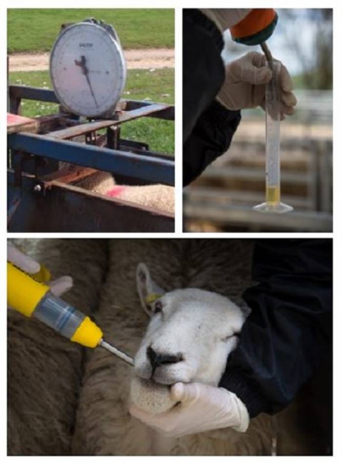 Dose to the heaviest in the group, calibrate and maintain guns regularly, and put the nozzle over the back of the tongue.