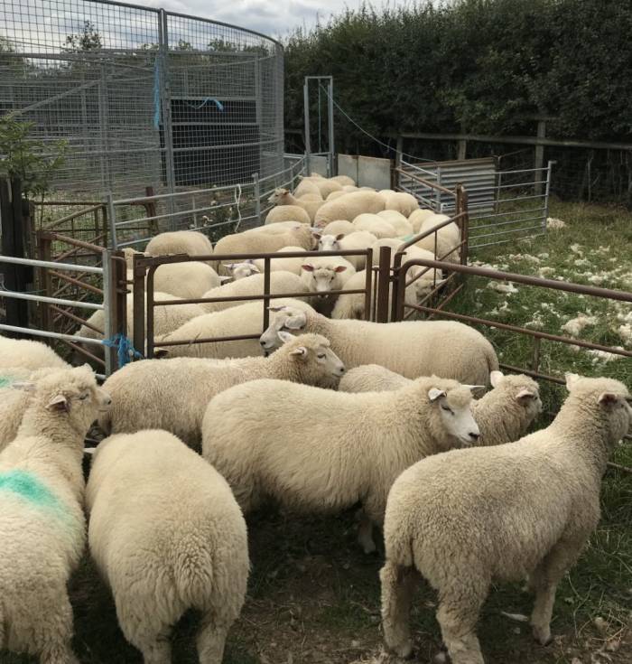 Moving freshly treated lambs straight to clean pasture speeds up the development of anthelmintic resistance.