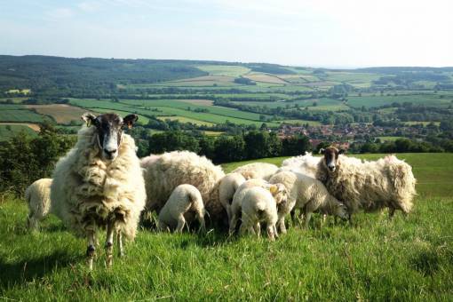 Treating adult sheep