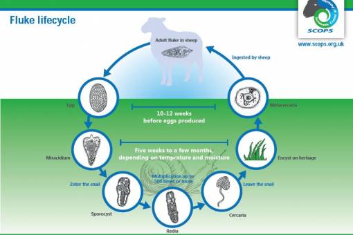 Lifecycle