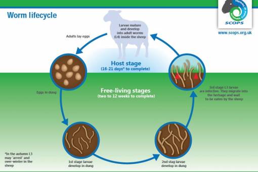 Species and lifecycles