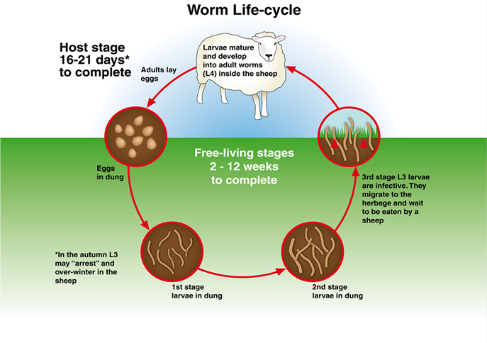 Pinworm Life Cycle